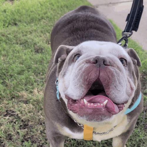 Rhea, a Adoptable English Bulldog in Austin, TX image 2/2