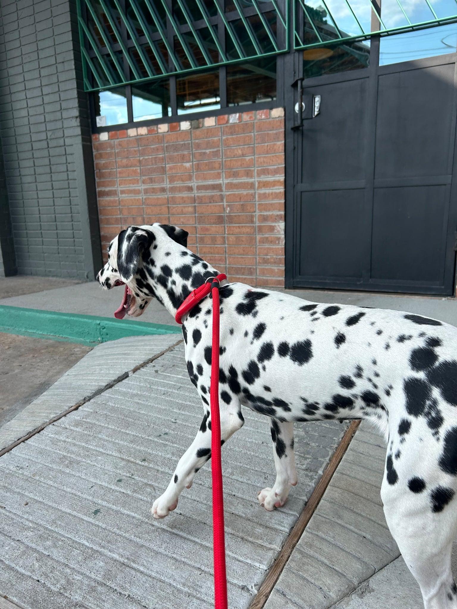 Enlarge Dottie, a Adoptable mixed breed in Toledo, OH image 6/6