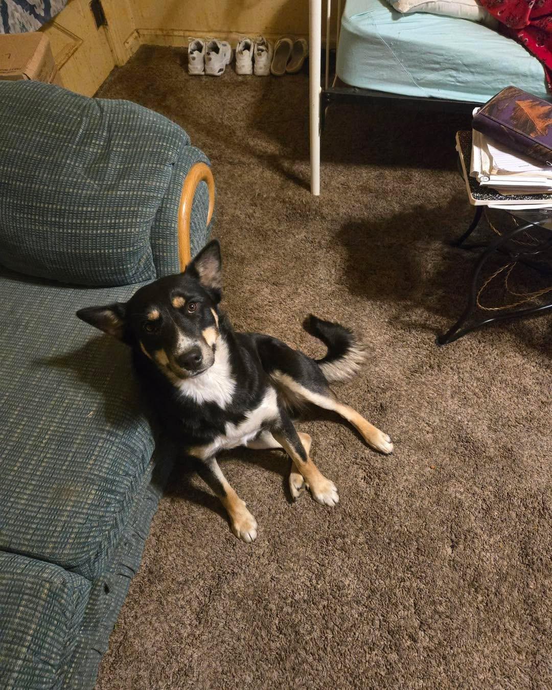 Enlarge Zoey, a Adoption Pending mixed breed in Jerome, ID image 3/6