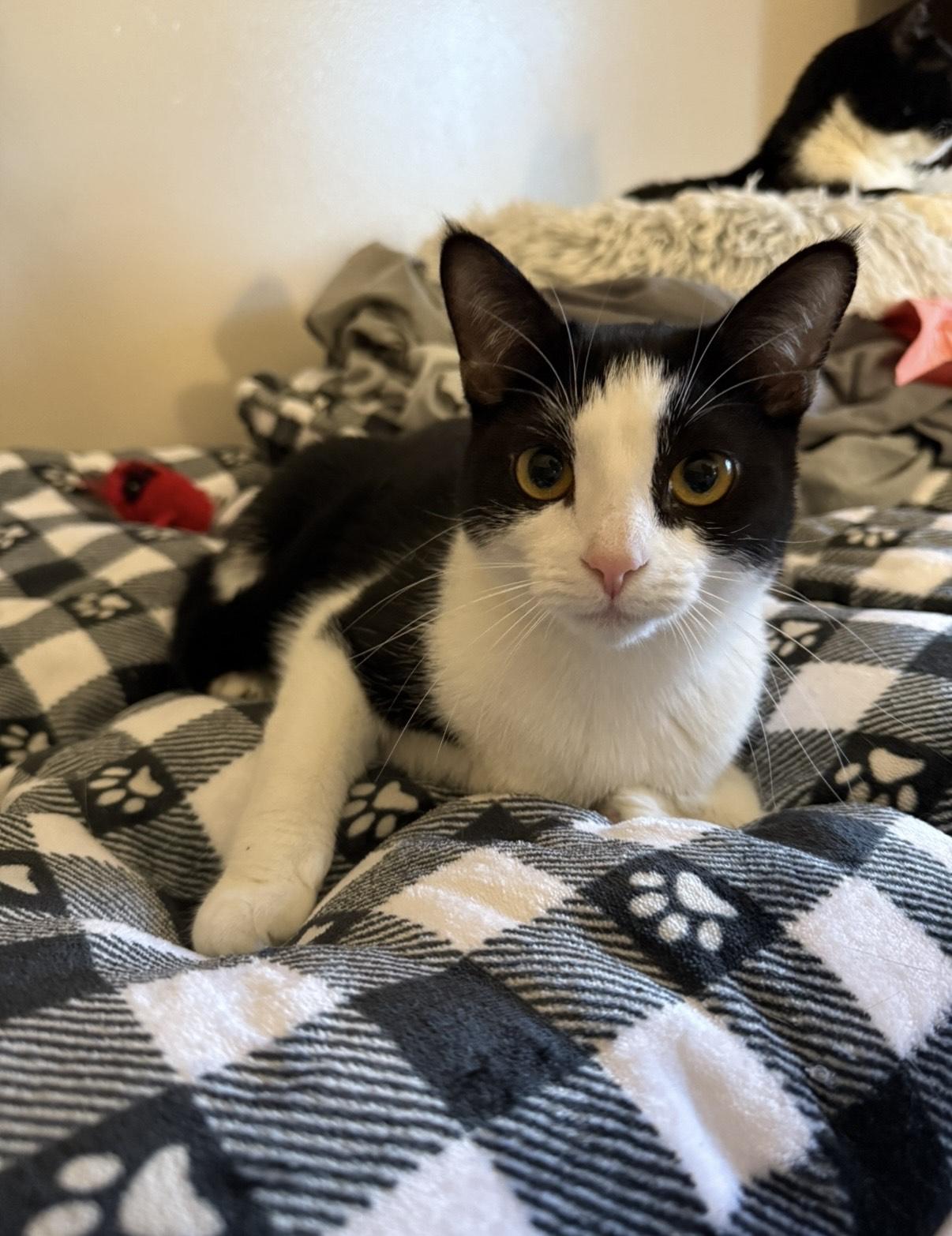 Simone & Serena, a Adoptable Domestic Short Hair in Philadelphia, PA image 2/6