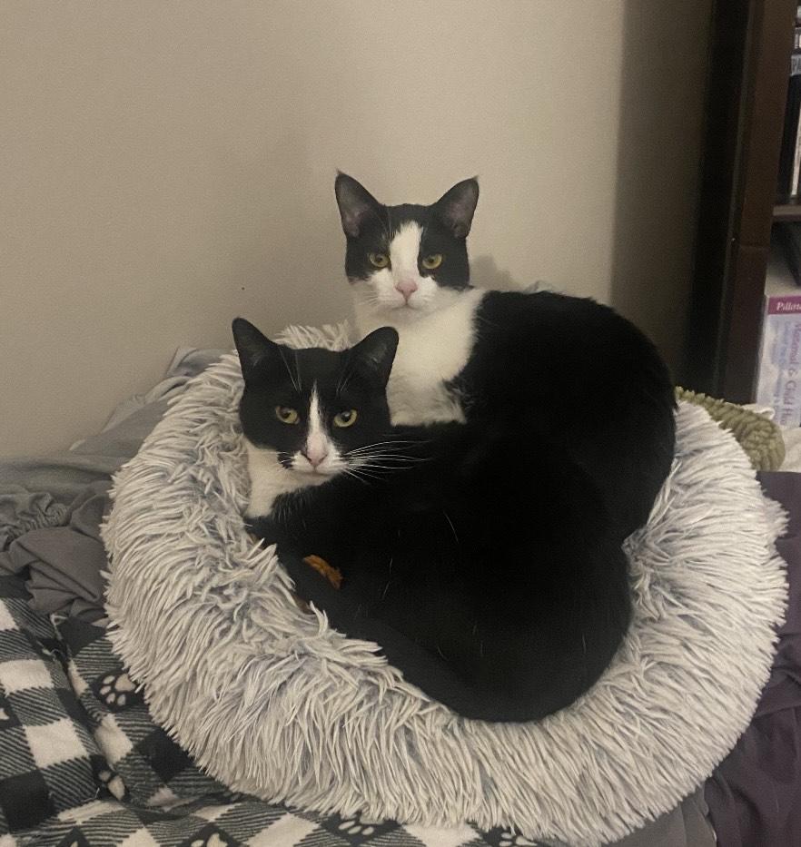 Simone & Serena, Young Female Domestic Short Hair