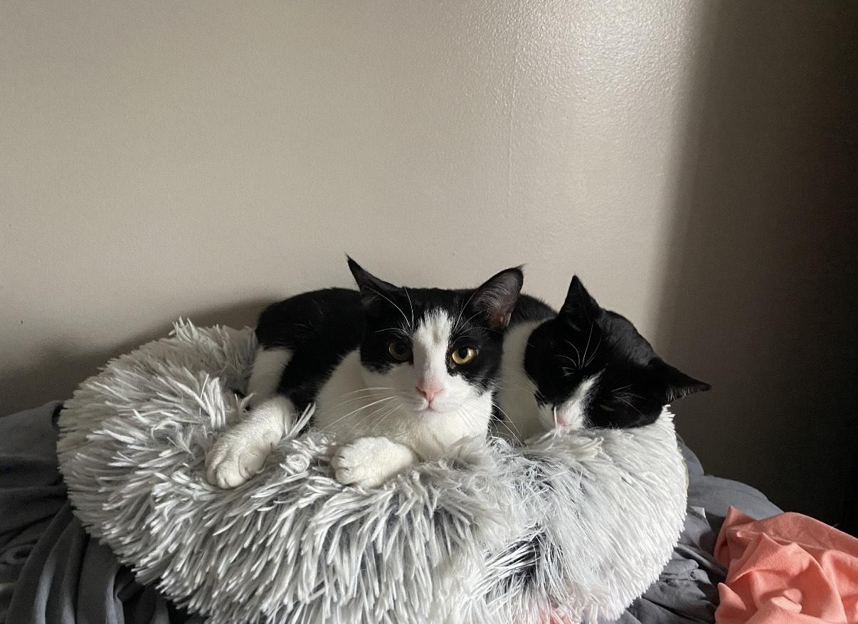 Simone & Serena, a Adoptable Domestic Short Hair in Philadelphia, PA image 4/6