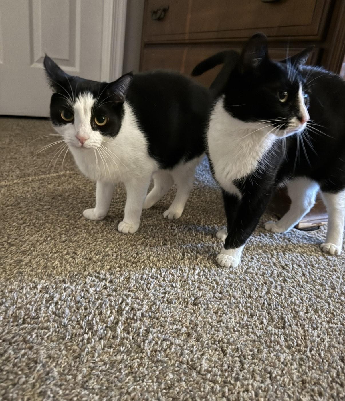 Simone & Serena, a Adoptable Domestic Short Hair in Philadelphia, PA image 5/6