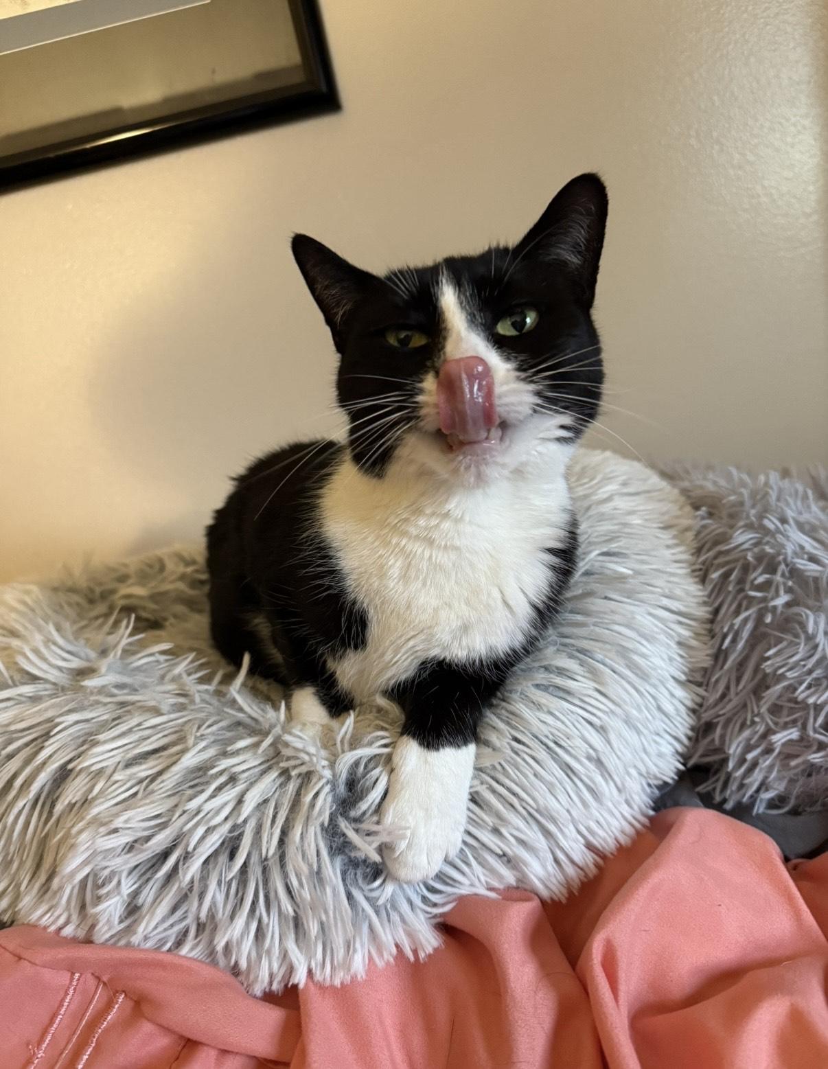 Simone & Serena, a Adoptable Domestic Short Hair in Philadelphia, PA image 6/6