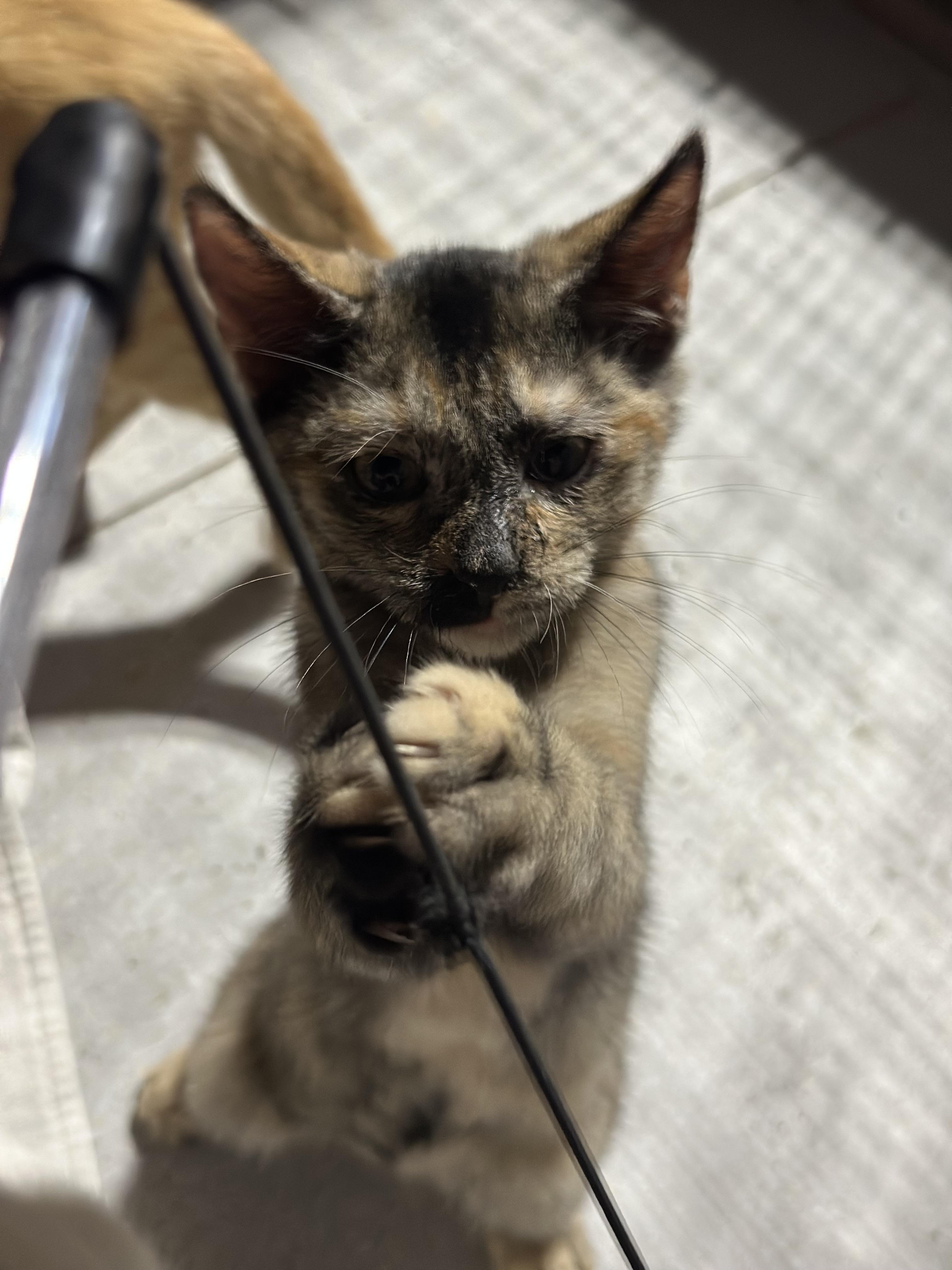 Enlarge Draw, a Adopted Tortoiseshell in Clarksville, VA image 2/3