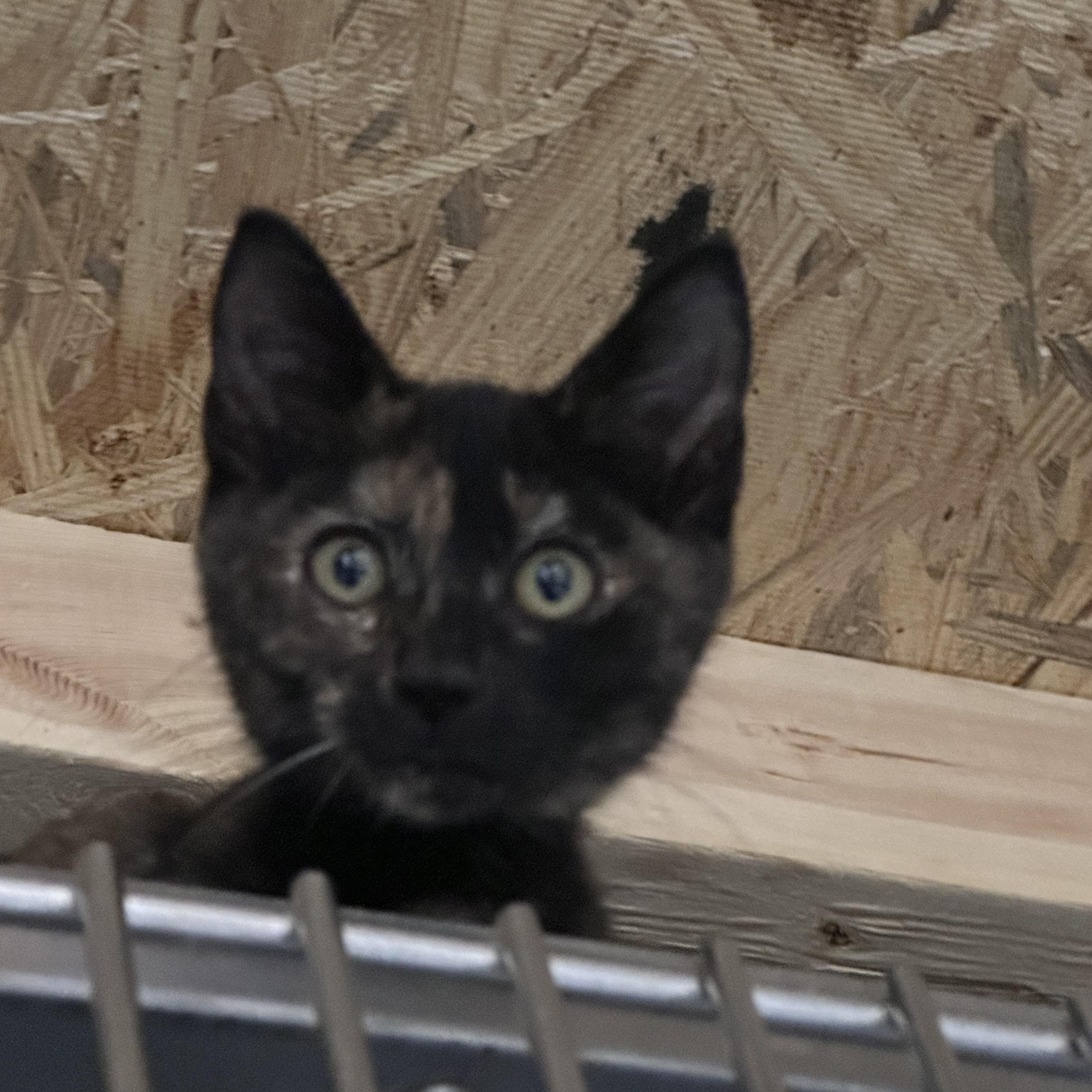 Enlarge Draw, a Adopted Tortoiseshell in Clarksville, VA image 3/3