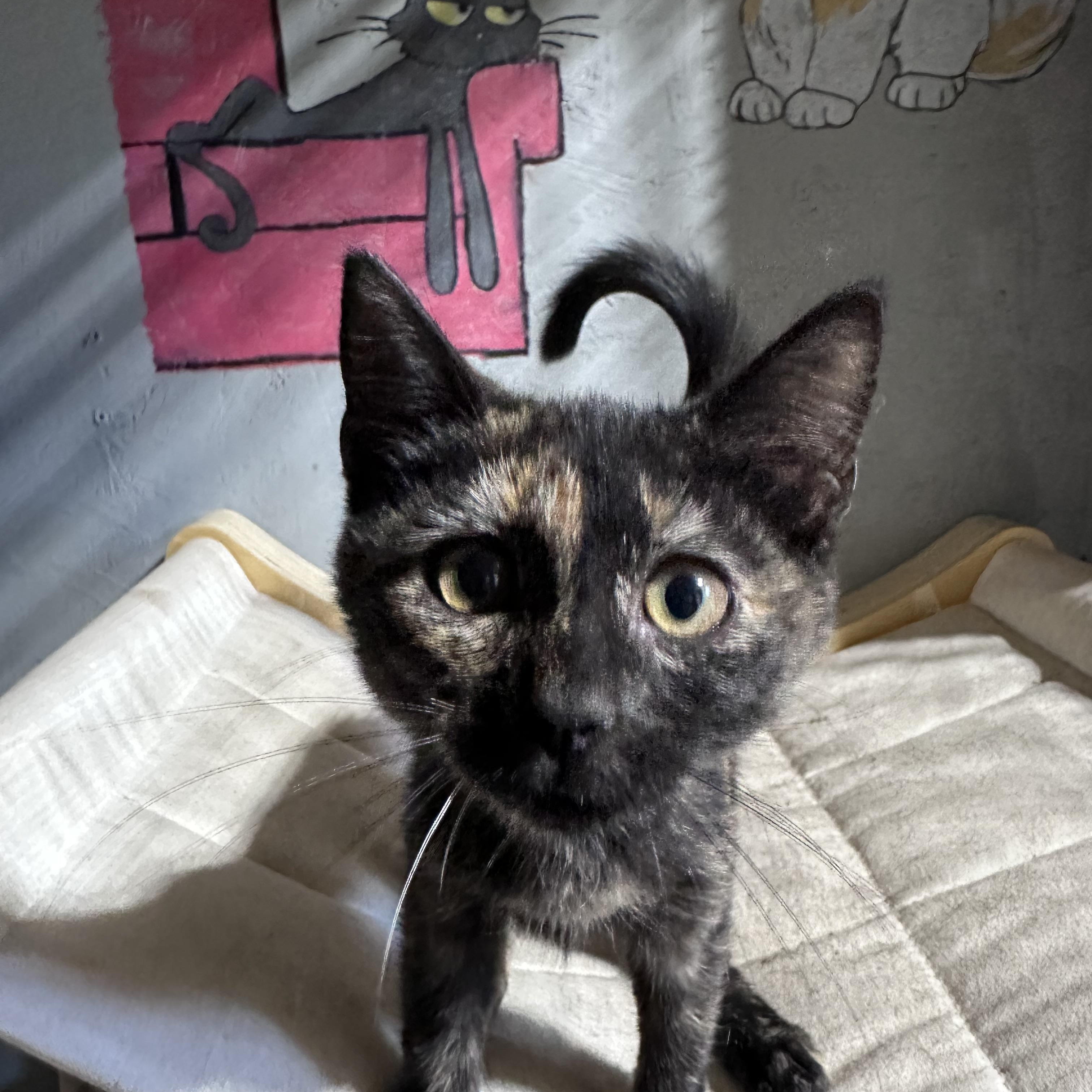 Draw, Adopted, Kitten Female Tortoiseshell.
