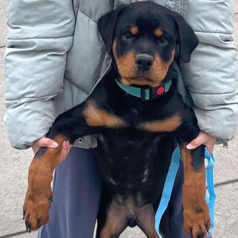 Enlarge Blueberry, a ADOPTABLE Rottweiler in Danbury, CT image 1/1