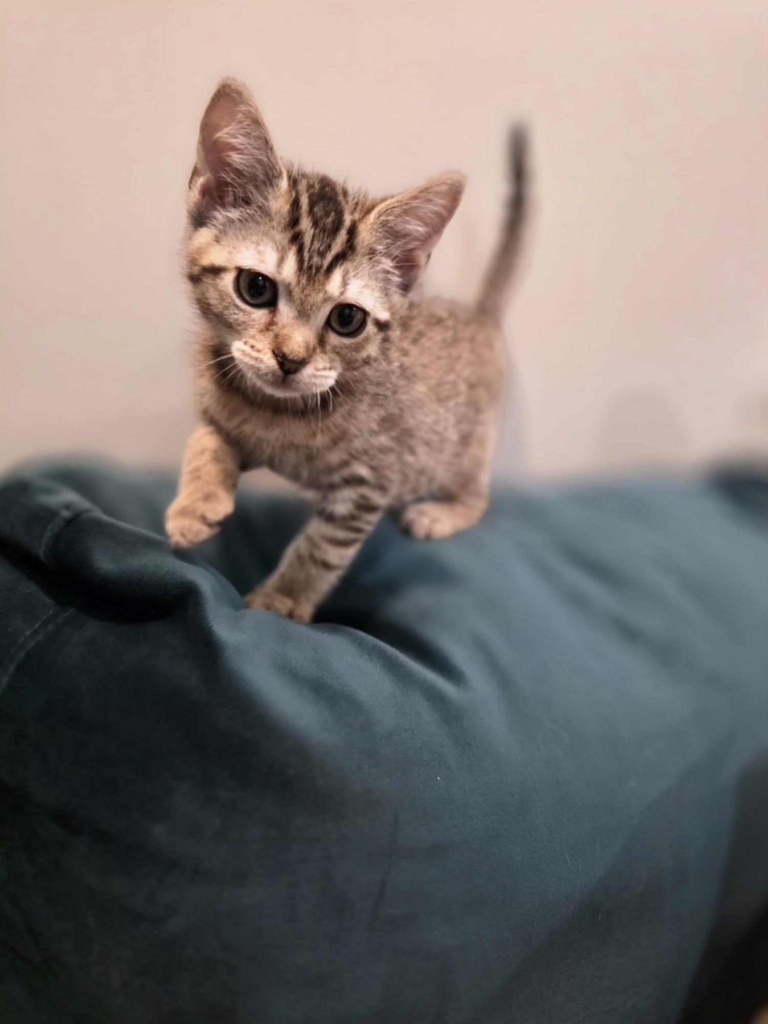 River, Adoptable, Kitten Female Tabby & Bengal.