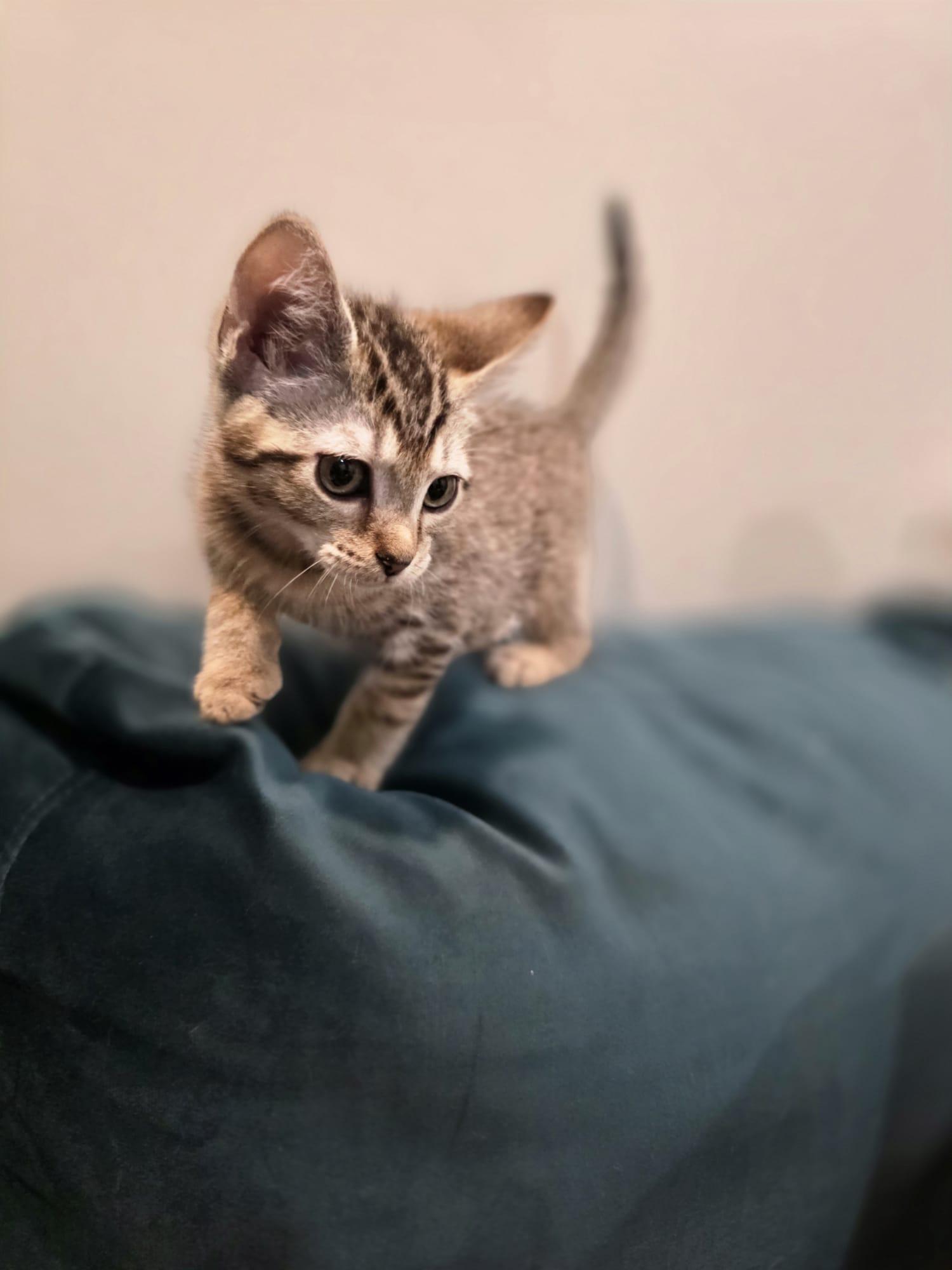 Enlarge River, a Adoptable mixed breed in Chattanooga, TN image 2/6