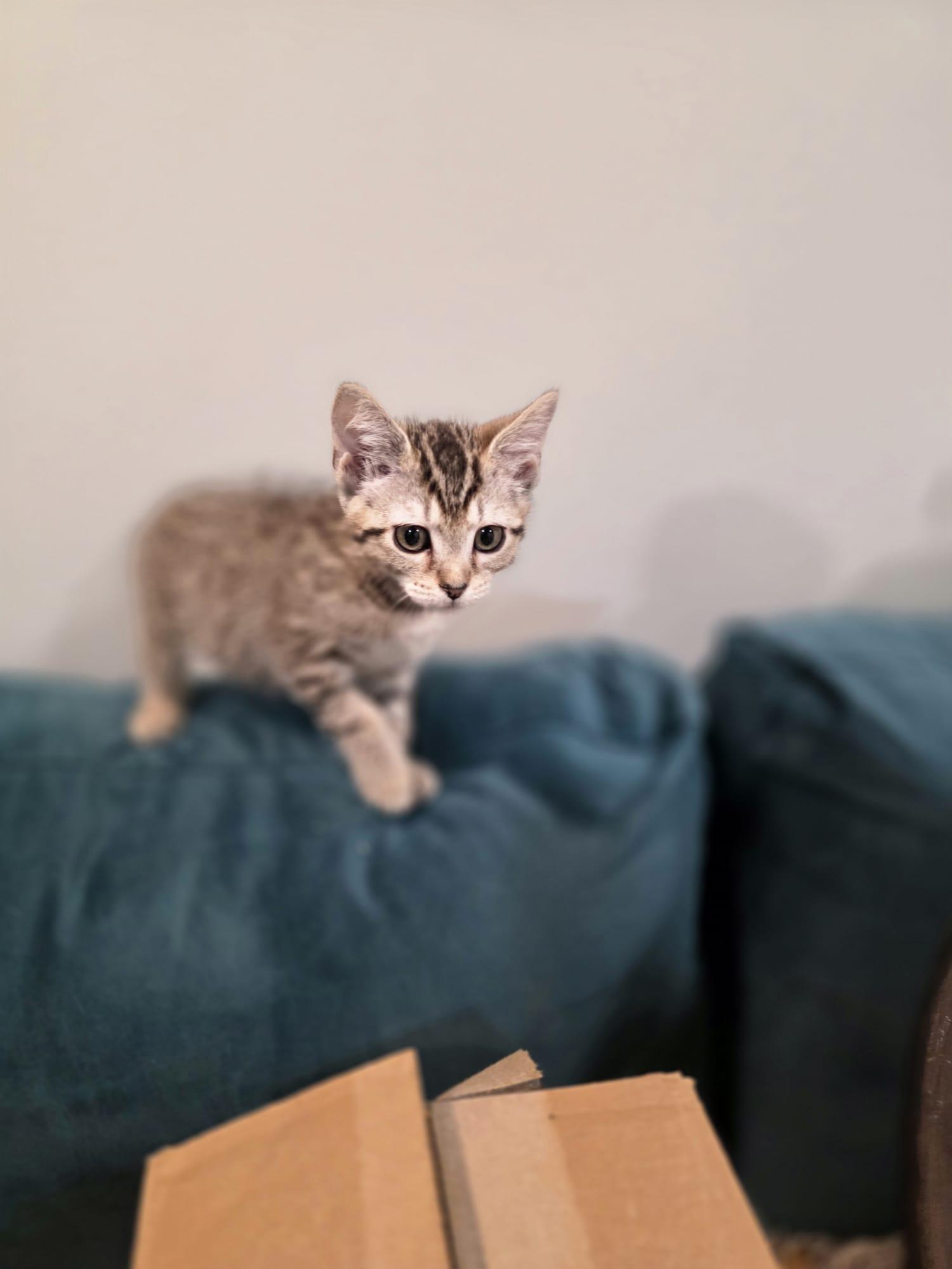 Enlarge River, a Adoptable mixed breed in Chattanooga, TN image 4/6