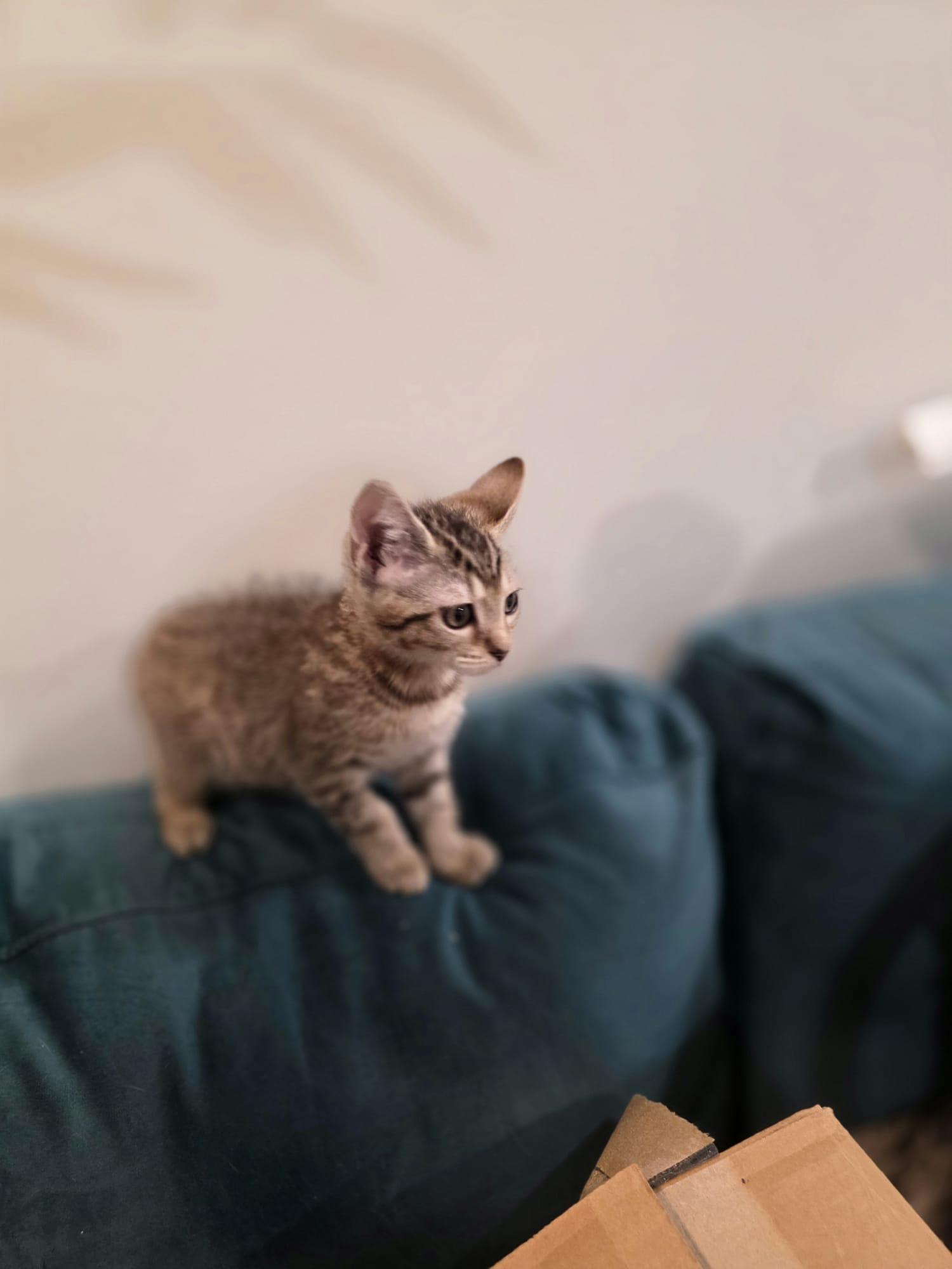 Enlarge River, a Adoptable mixed breed in Chattanooga, TN image 6/6