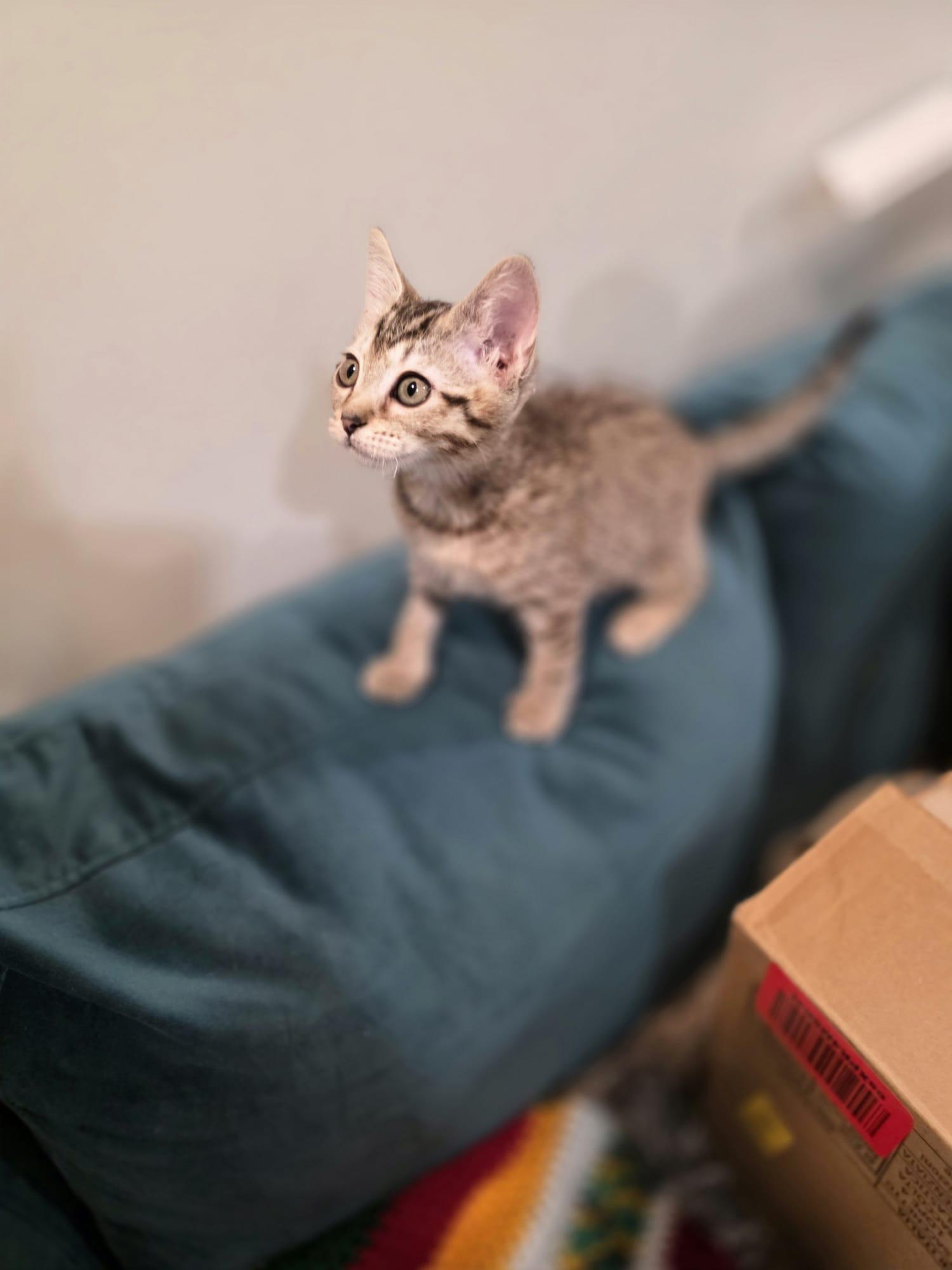 Enlarge River, a Adoptable mixed breed in Chattanooga, TN image 3/6