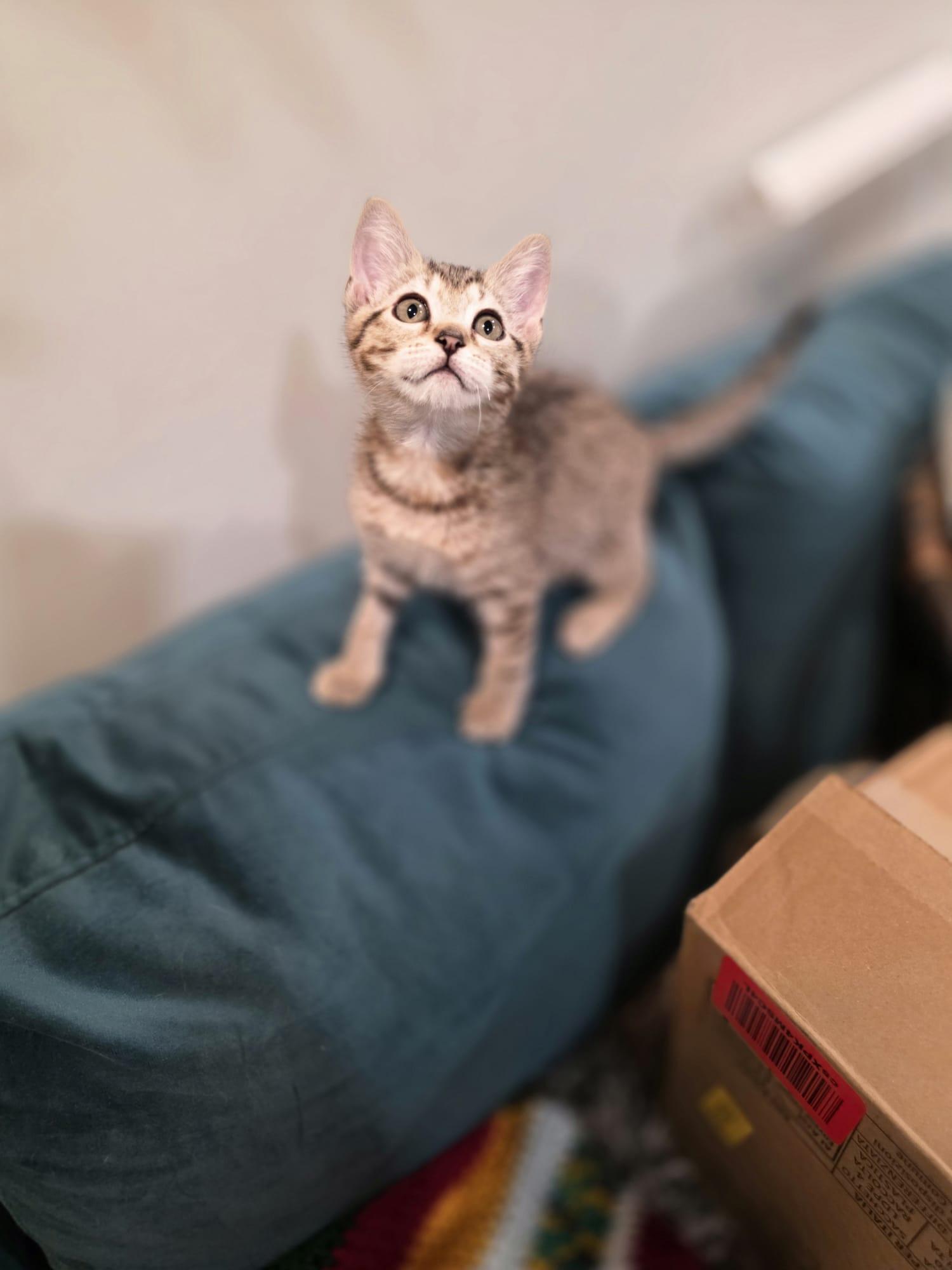 Enlarge River, a Adoptable mixed breed in Chattanooga, TN image 5/6