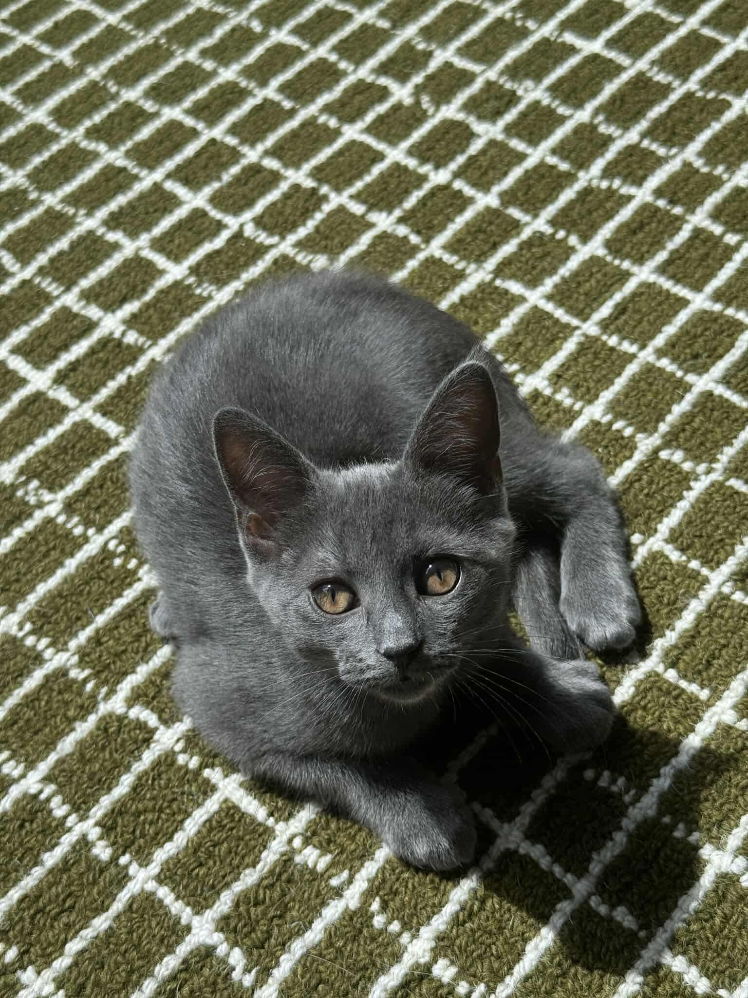 Rainy, Baby Female Domestic Short Hair