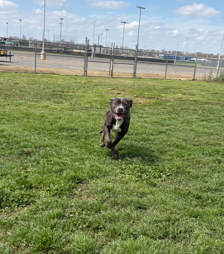 Enlarge Willie, a Adoptable Mixed Breed in Bossier City, LA image 1/5