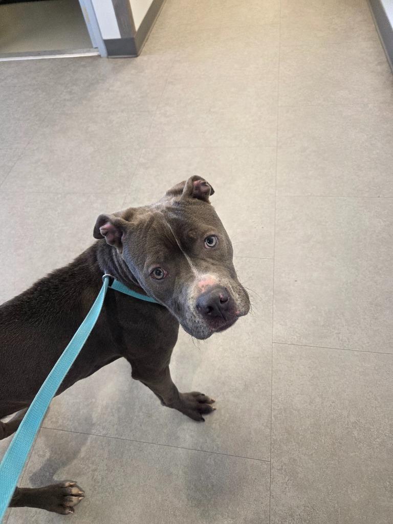 Enlarge Willie, a Adoptable Mixed Breed in Bossier City, LA image 2/5