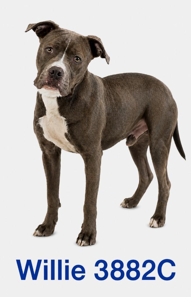Enlarge Willie, a Adoptable Mixed Breed in Bossier City, LA image 3/5