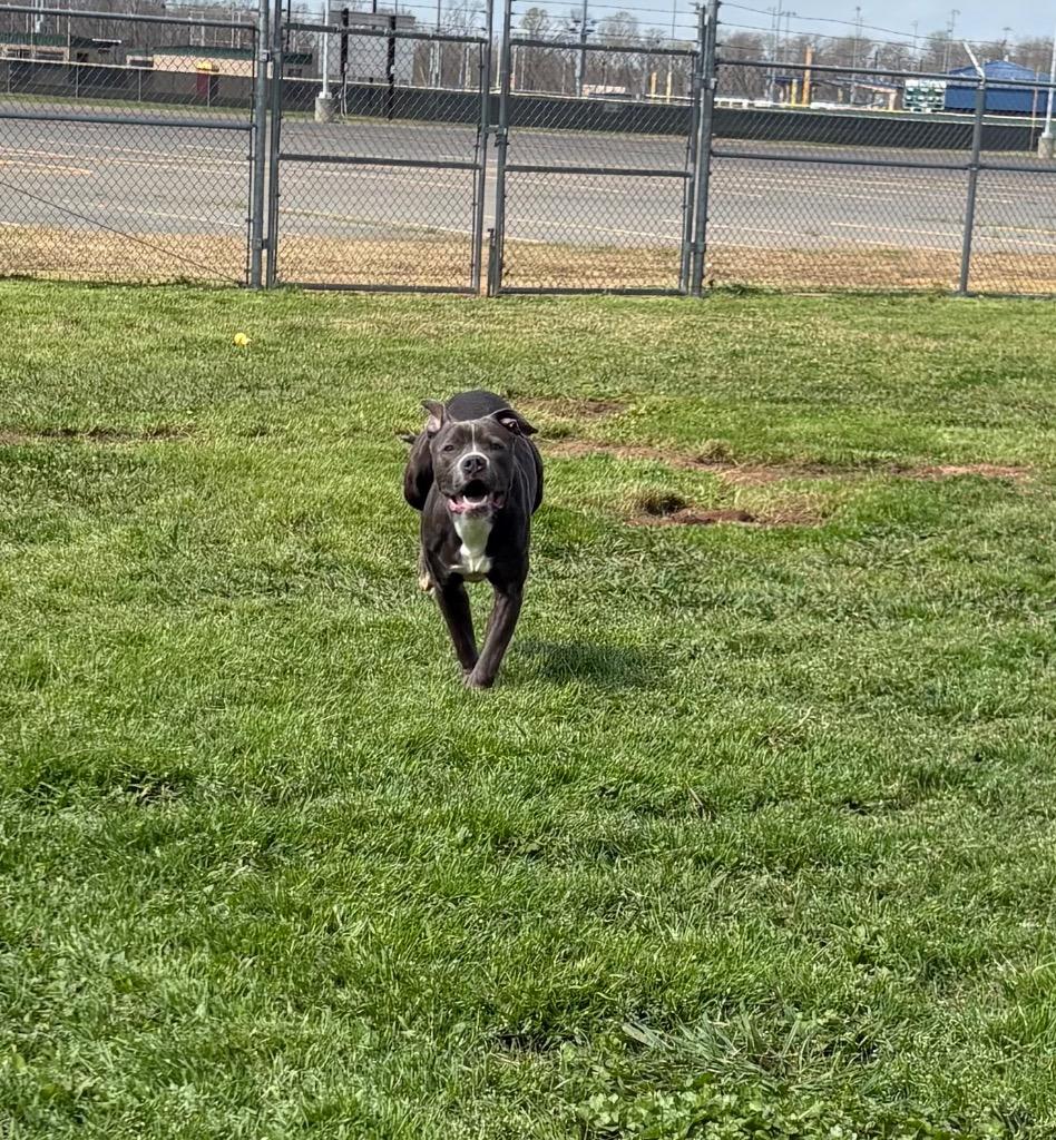 Enlarge Willie, a Adoptable Mixed Breed in Bossier City, LA image 4/5