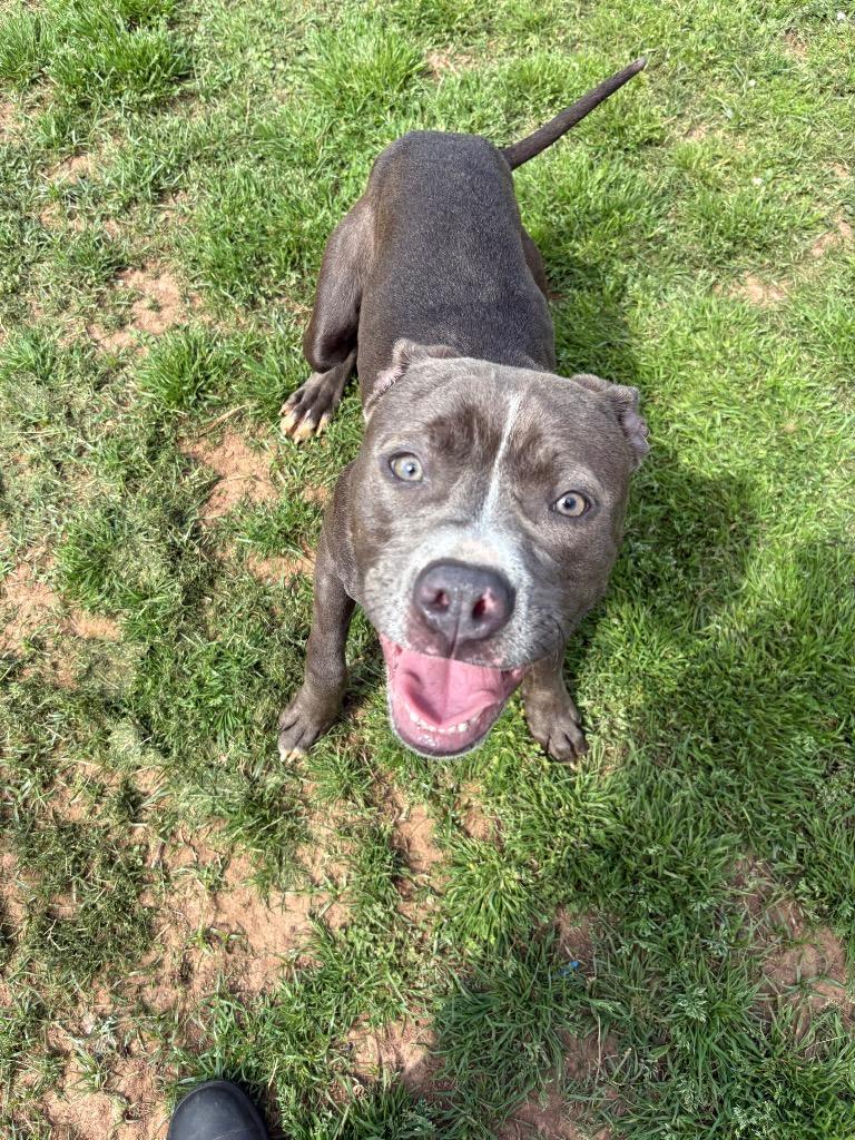 Enlarge Willie, a Adoptable Mixed Breed in Bossier City, LA image 5/5