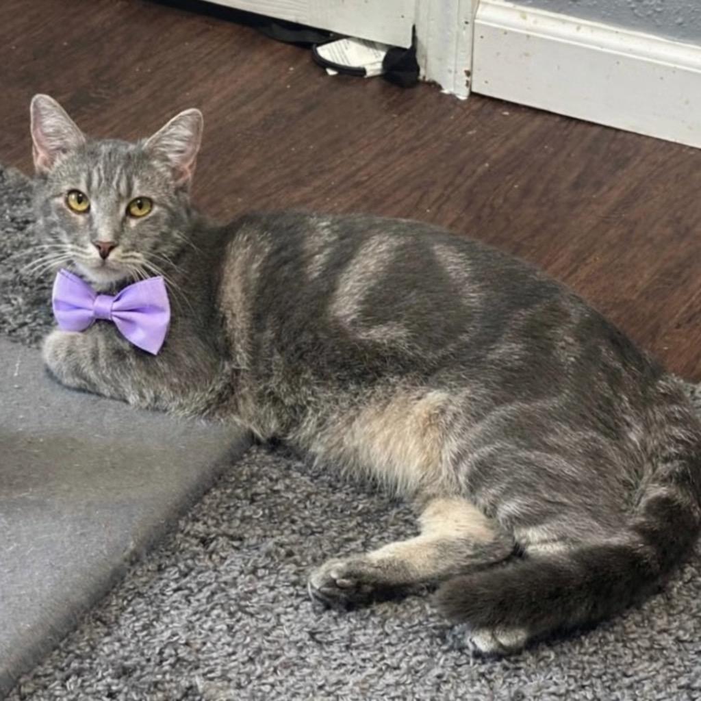 Enlarge Paisley, a Adoptable mixed breed in Miami, OK image 2/6