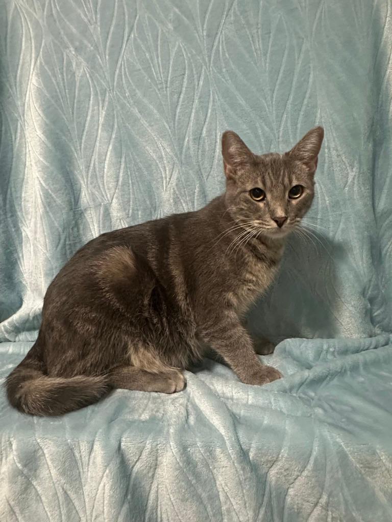 Paisley, Adoptable, Young Female Domestic Short Hair.