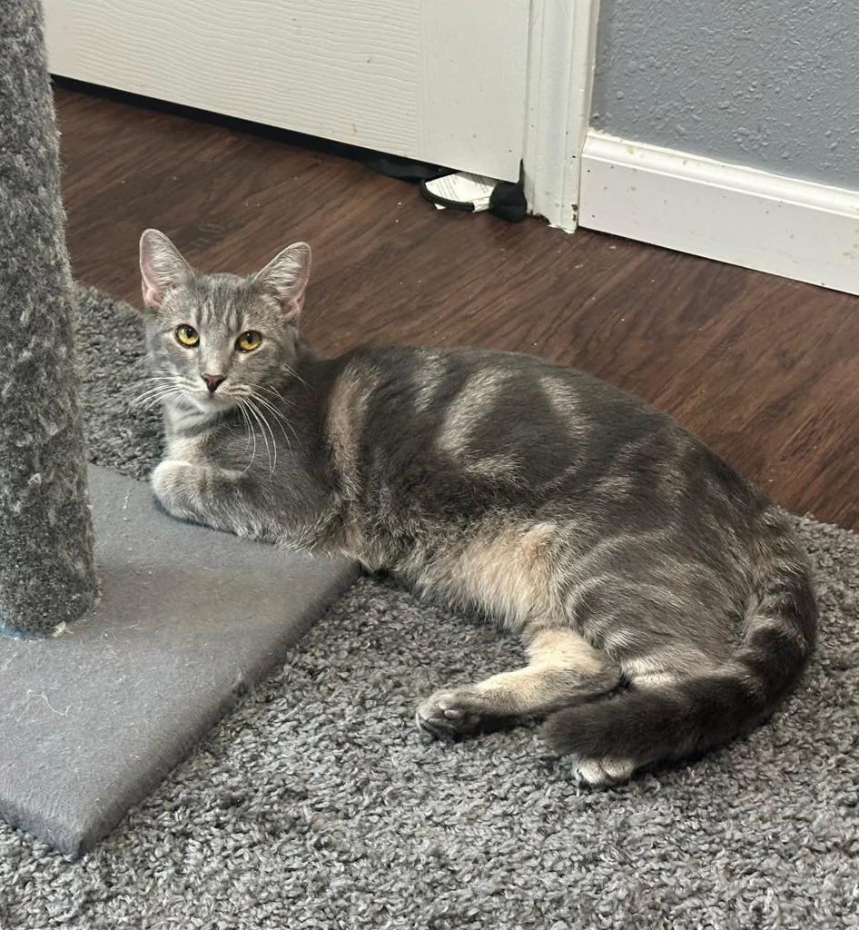 Paisley, a Adoptable mixed breed in Miami, OK image 2/4