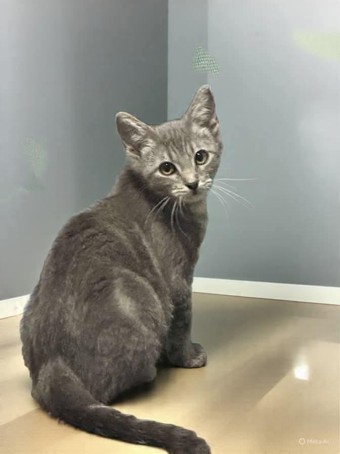 Enlarge Paisley, a Adoptable mixed breed in Miami, OK image 4/6