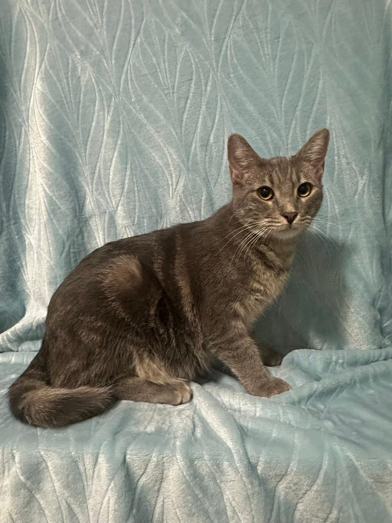 Paisley, a Adoptable mixed breed in Miami, OK image 3/4