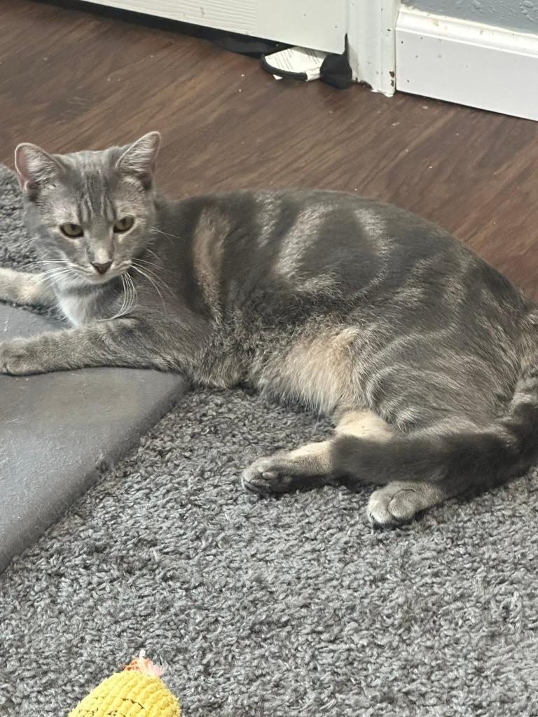 Paisley, a Adoptable mixed breed in Miami, OK image 4/4