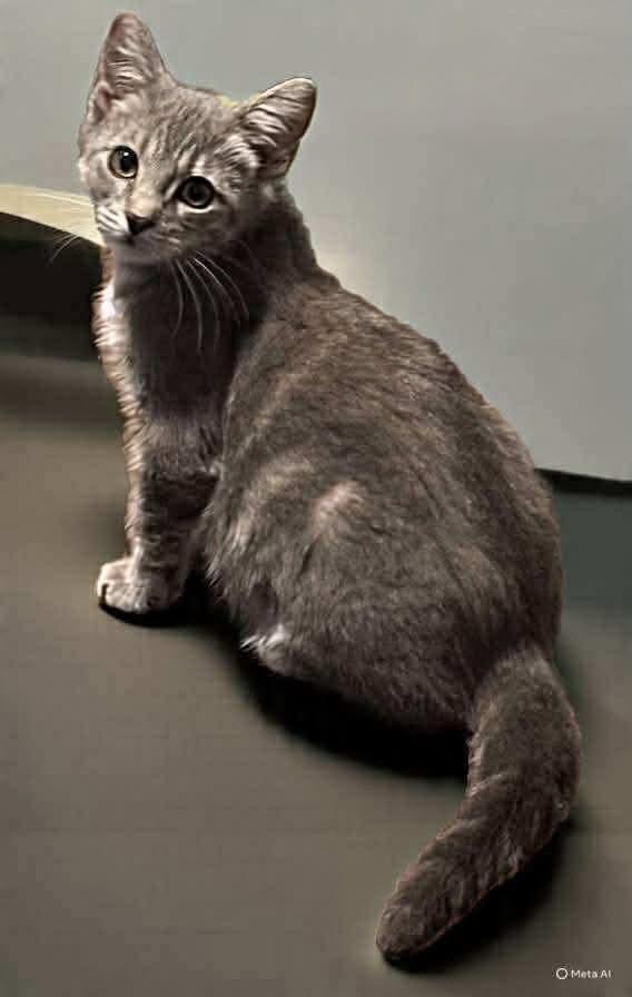 Enlarge Paisley, a Adoptable mixed breed in Miami, OK image 6/6