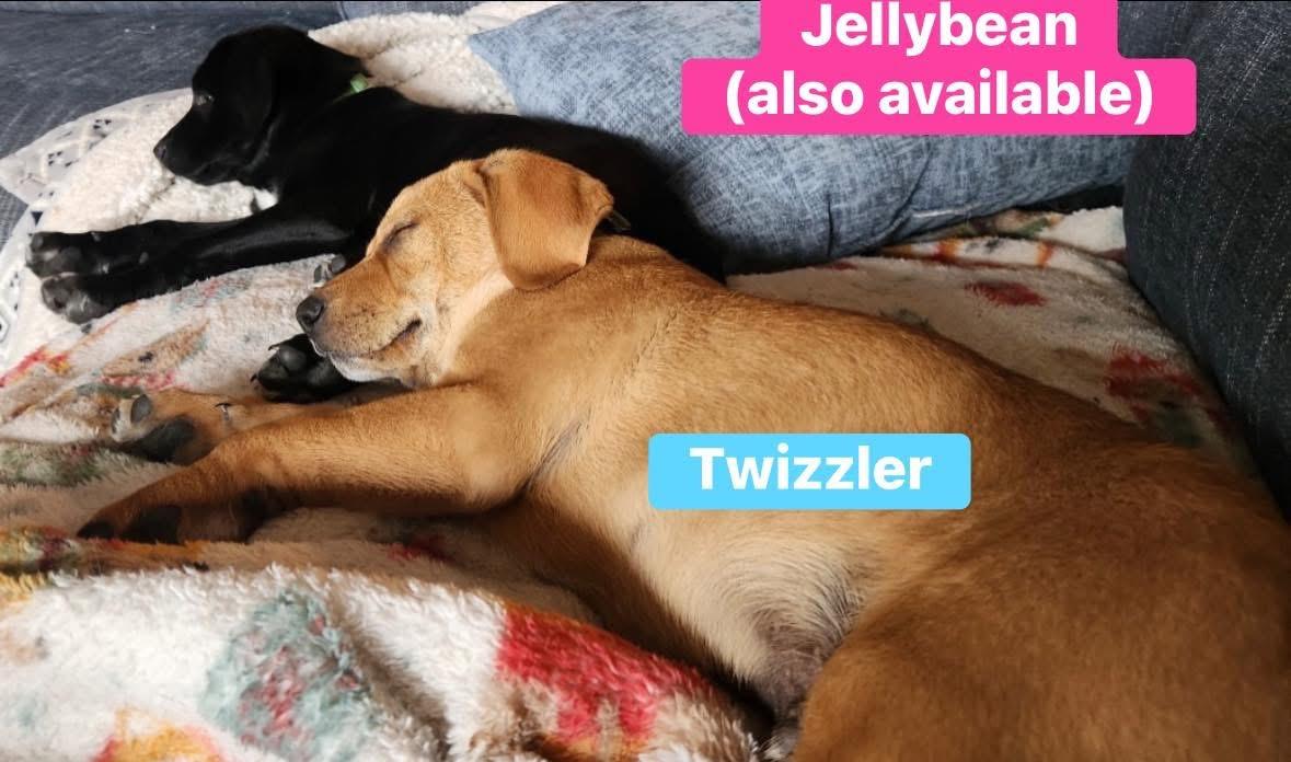 Enlarge Twizzler (in New England), an adopted mixed breed in Willington, CT image 3/3