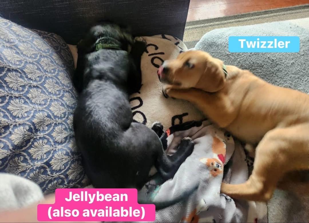 Enlarge Twizzler (in New England), an adopted mixed breed in Willington, CT image 2/3