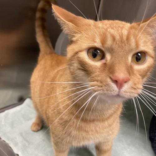 Leonardo, Adoptable, Adult Male Domestic Short Hair.