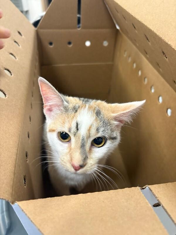 Muffy, adopted, Young Female Domestic Short Hair.