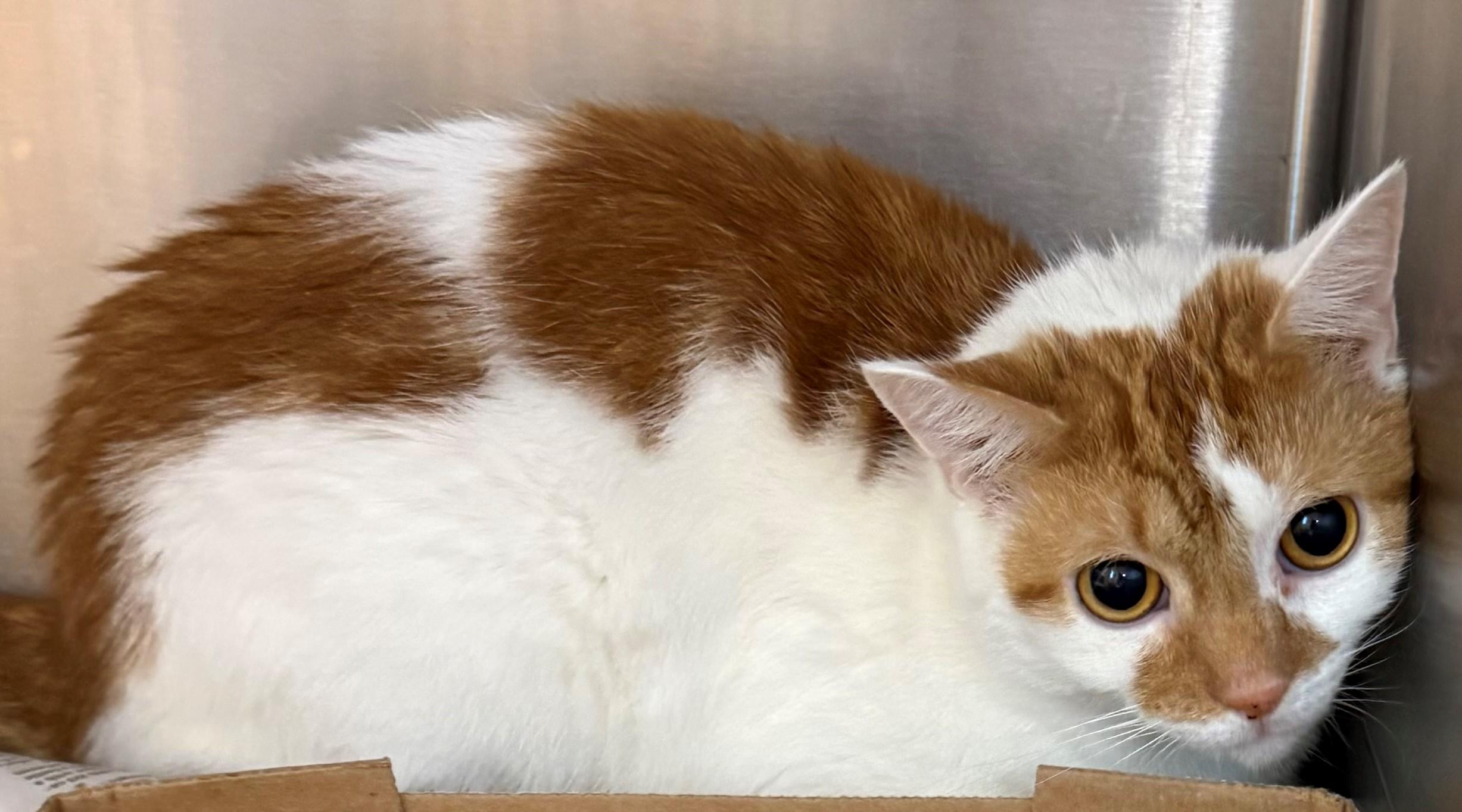 Golliath, ADOPTABLE, Adult Male Domestic Short Hair.