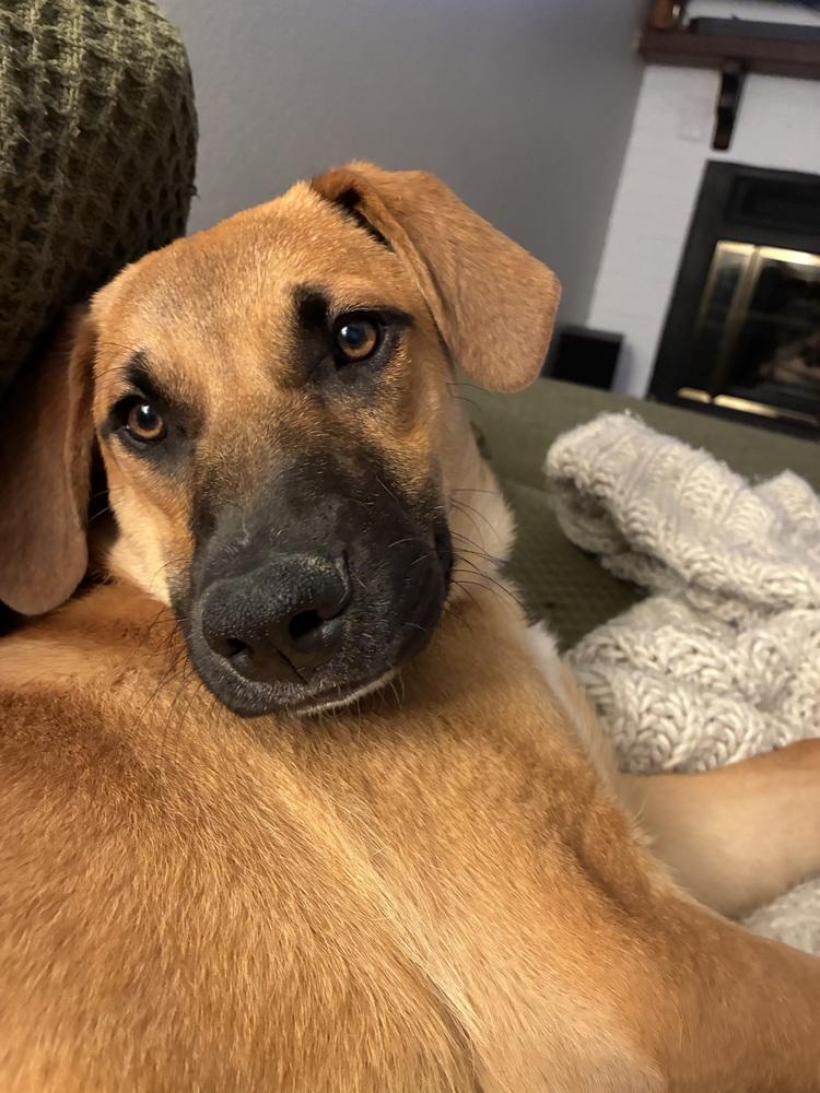 Enlarge Illona, a Adoptable mixed breed in Denver, CO image 1/6
