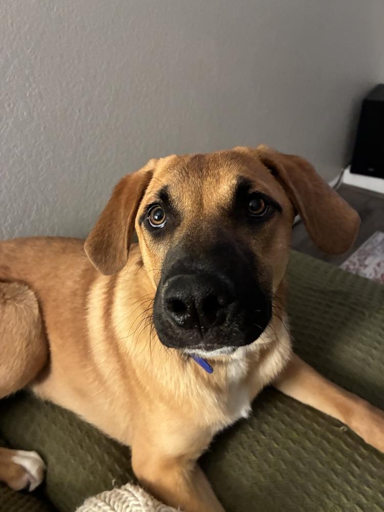 Enlarge Illona, a Adoptable mixed breed in Denver, CO image 3/6