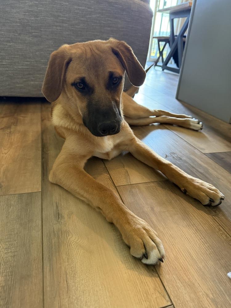 Enlarge Illona, a Adoptable mixed breed in Denver, CO image 4/6