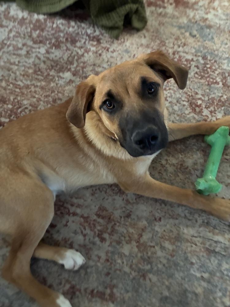 Enlarge Illona, a Adoptable mixed breed in Denver, CO image 5/6