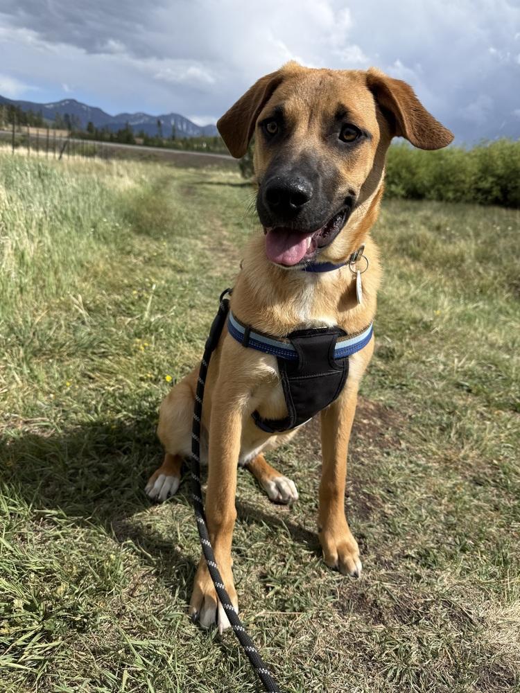 Enlarge Illona, a Adoptable mixed breed in Denver, CO image 6/6