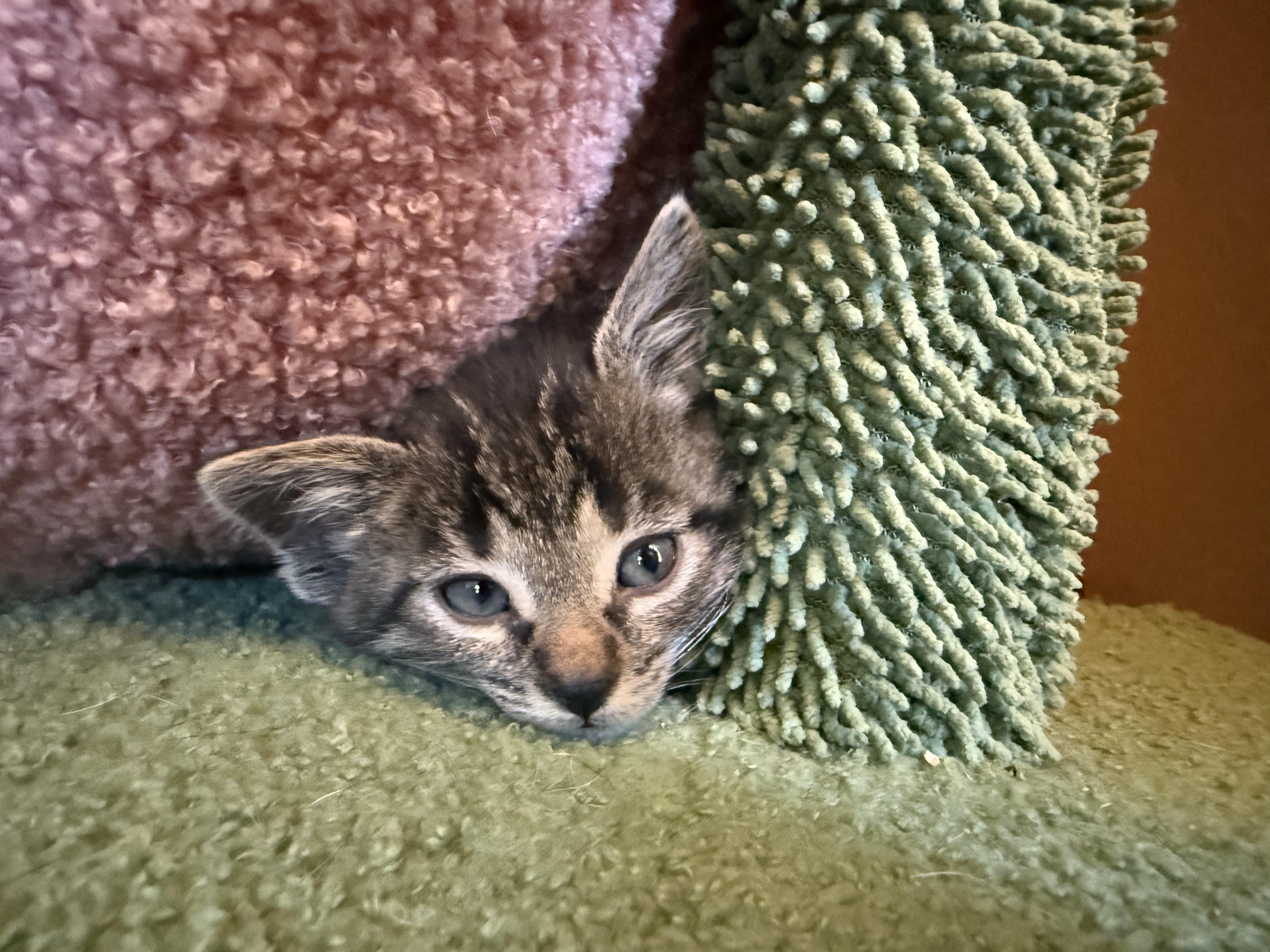 Enlarge KitKat, a Adoptable American Shorthair in Port Washington, WI image 2/6