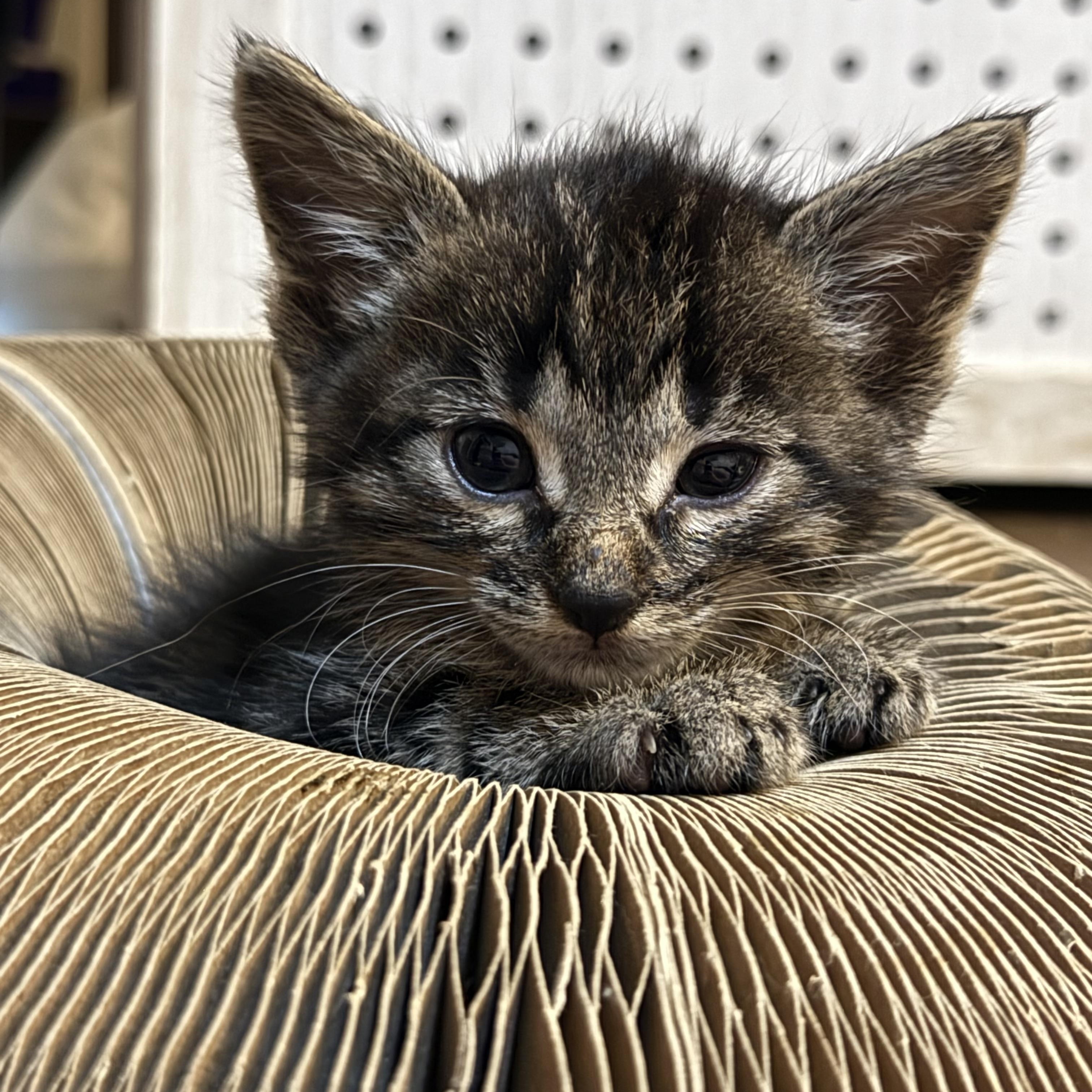 Enlarge KitKat, a Adoptable American Shorthair in Port Washington, WI image 6/6