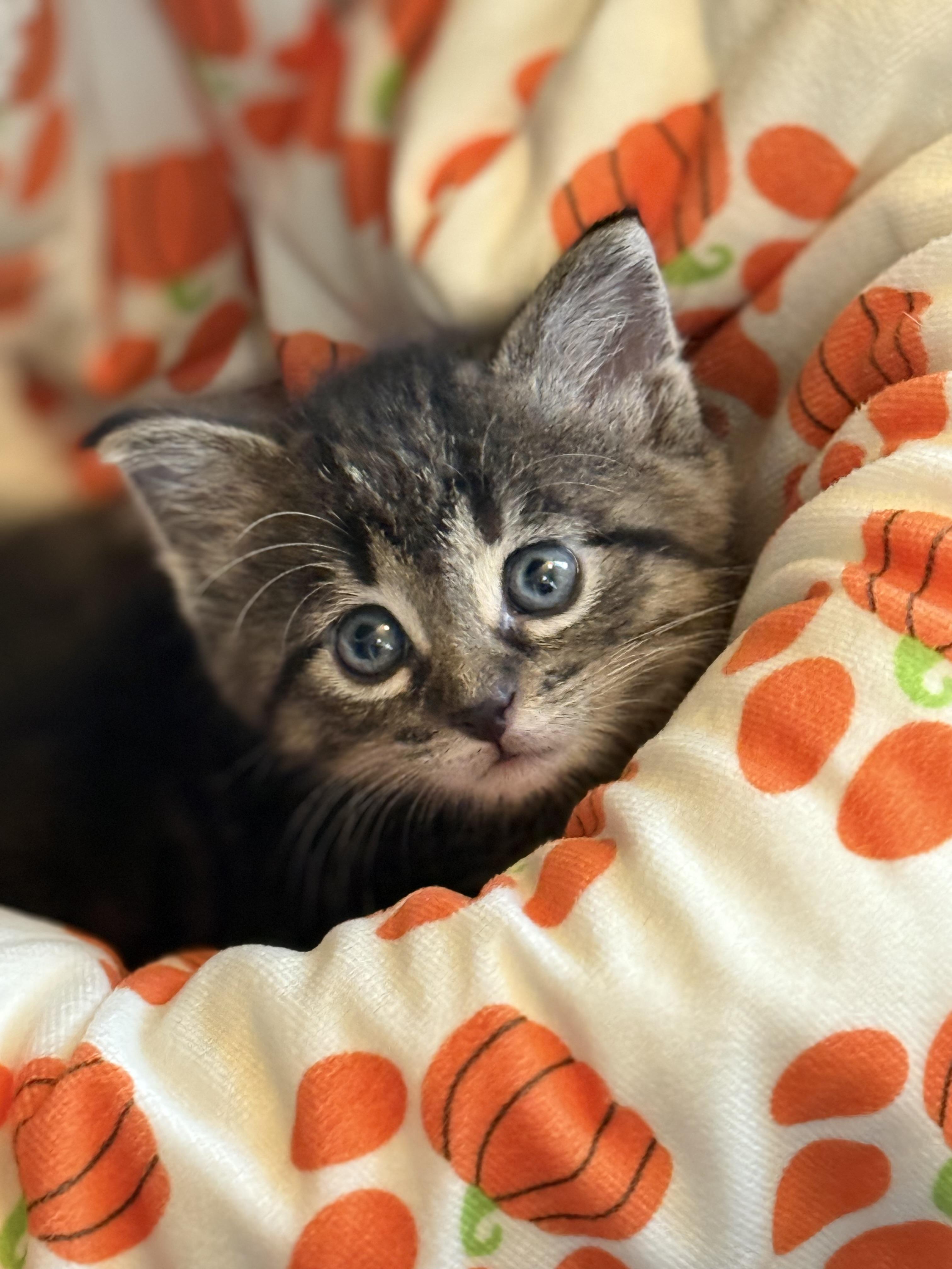 KitKat, Adoptable, Kitten Male American Shorthair.