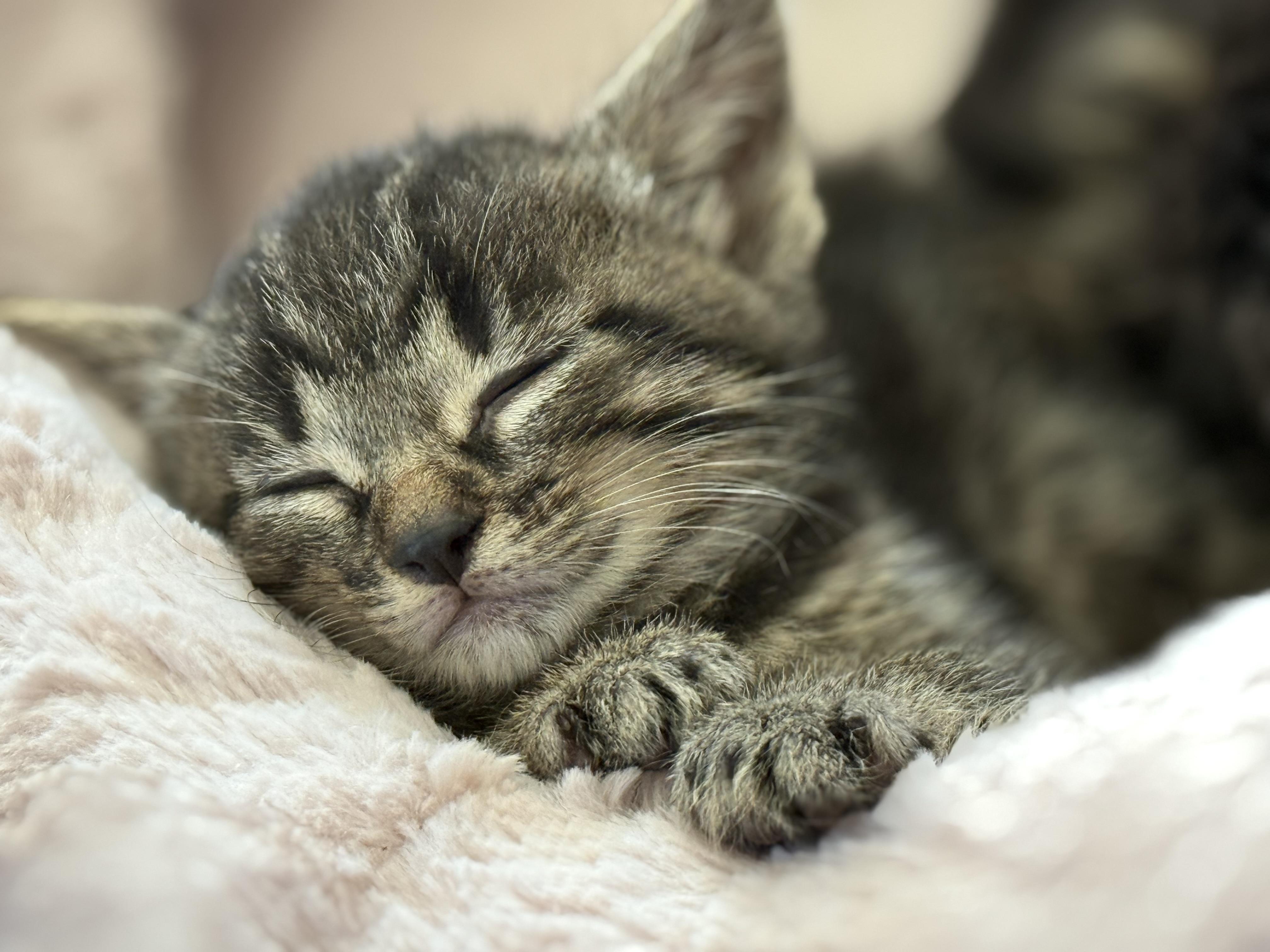 Enlarge KitKat, a Adoptable American Shorthair in Port Washington, WI image 4/6
