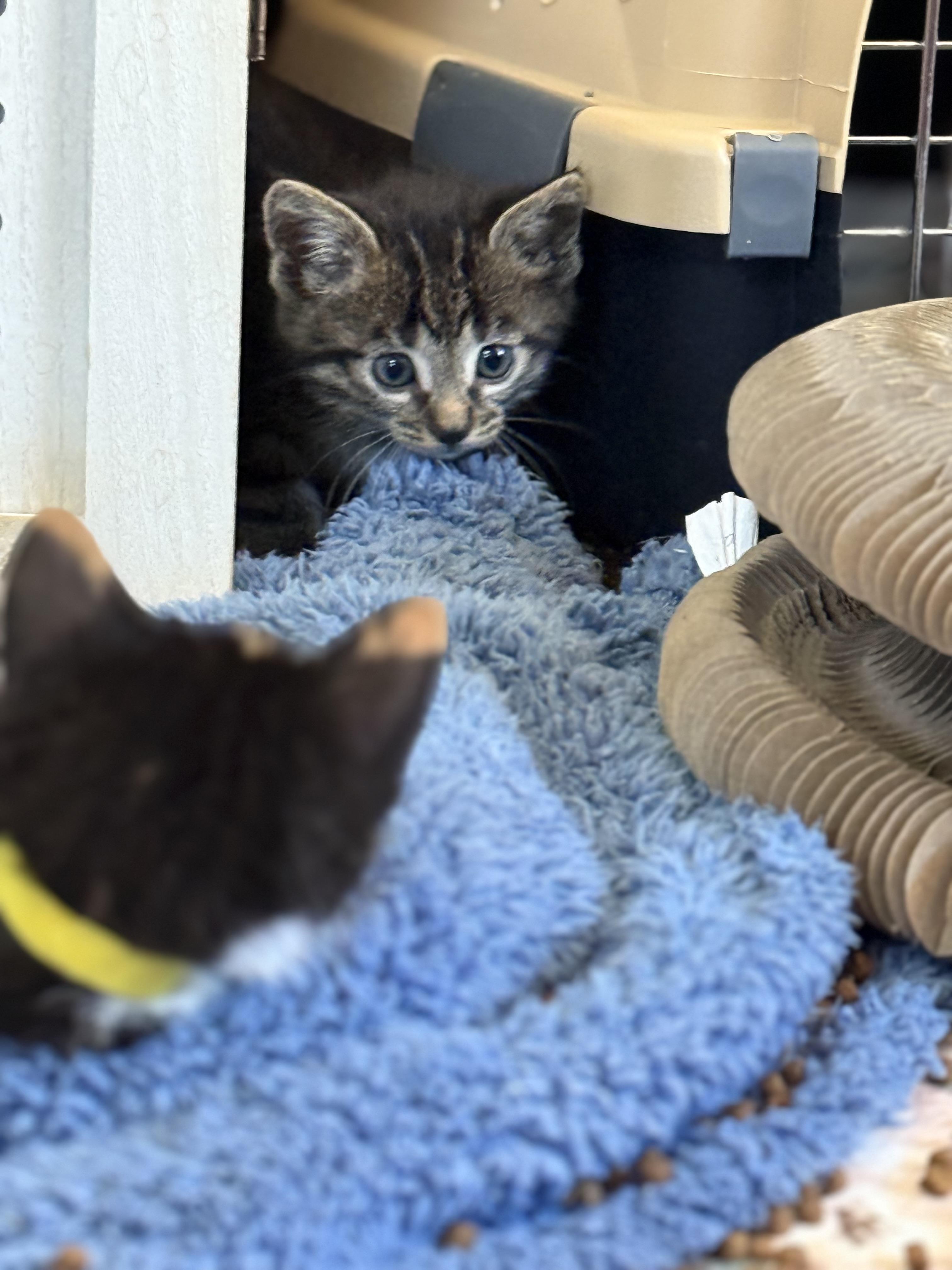 Enlarge KitKat, a Adoptable American Shorthair in Port Washington, WI image 3/6