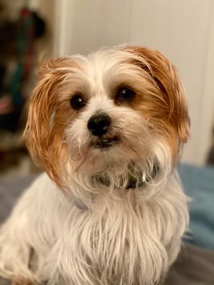Tank, Adoptable, Senior Male Terrier & Mixed Breed.