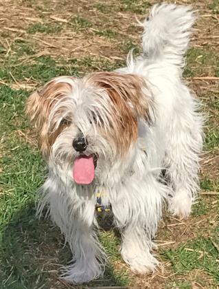 Tank, a Adoptable mixed breed in Harbor Springs, MI image 2/3