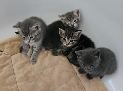Enlarge Lyric, an adopted Domestic Short Hair in Annapolis, MD image 1/1