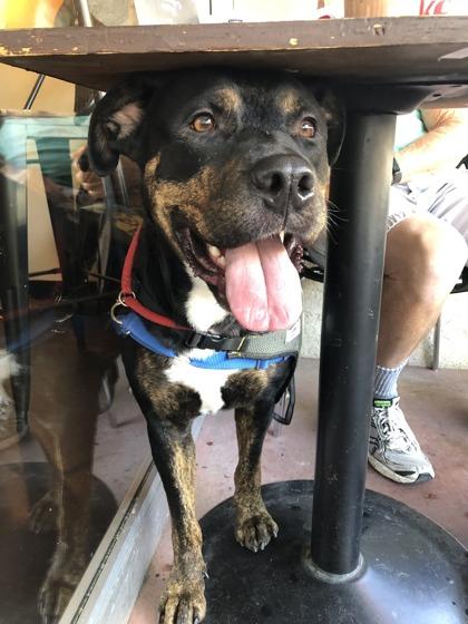 Enlarge Hash Brown, a Adoptable mixed breed in Roseville, CA image 2/3